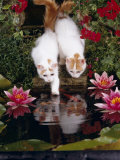Domestic Cat  Two Turkish Van Kittens Watch and Try to Catch Goldfish in Garden Pond