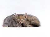 Domestic Cat  Silver Tortoiseshell Kitten with Silver Dwarf Lop Eared Rabbit