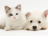 Ragdoll Kitten with West Highland White Terrier Puppy
