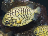 Pineconefish  Seattle Aquarium  USA