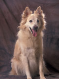 Mongrel Portrait