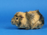 Three Red Abyssinian Guinea Pigs