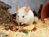 White Long-Tailed Chinchilla