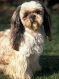 Shih Tzu with Facial Hair Cut Short