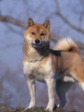 Shiba Inu Portrait