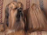 Lhasa Apso with Plaited Hair Looking Back