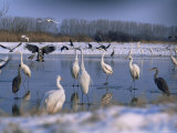 Great Egrets  and Grey Herons  on Frozen Lake  Pusztaszer  Hungary