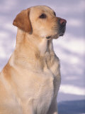Labrador Retriever Portrait in Snow