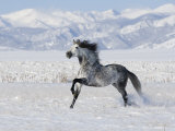 Grey Andalusian Stallion Trotting in Snow  Longmont  Colorado  USA