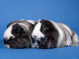 Two Sheltie Guinea Pigs