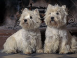 Domestic Dogs  Two West Highland Terriers / Westies Sitting Together