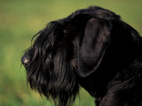 Black Standard Schnauzer Profile