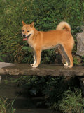 Shiba Inu Standing on a Bridge