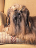 Lhasa Apso Sitting on Couch with Hair Plaited