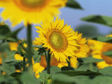 Sunflowers  Illinois  USA