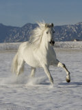 Gray Andalusian Stallion  Cantering in Snow  Longmont  Colorado  USA