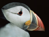 Puffin Portrait  Runde  Norway