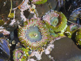 Aggregating Anemone  in Tidepool at Low Tide  Olympic National Park  Washington  USA