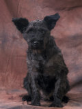 Mongrel Portrait
