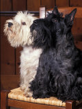 Domestic Dogs  West Highland Terrier / Westie Sitting on a Chair with a Black Scottish Terrier