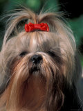 Shih Tzu with Hair Tied Up