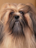 Lhasa Apso Portrait with Hair Tied Back Away from Face