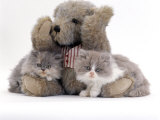 Domestic Cat  Two Blue Persian Kittens with a Brindle Teddy Bear