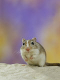 Gerbil
