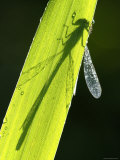 Blue-Tailed Damselfly  Silhouette on Leaf  Tamar Lake  Cornwall  UK