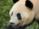 Giant Panda  Female Portrait