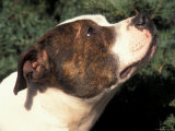 Staffordshire Bull Terrier Looking Up