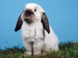 Lop-Eared Dwarf Rabbit