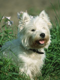 Head Portrait of West Highland White Terrier Dog