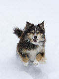 Female Red Tricolor Australian Shepherd Dog Running in Snow  Longmont  Colorado  USA