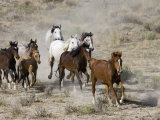 Herd of Wild Horses  Cantering Across Sagebrush-Steppe  Adobe Town  Wyoming  USA