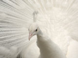 Albino India Blue Peafowl