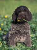 Korthal's Griffon / Wirehaired Pointing Griffon Puppy Eating Flower