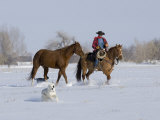 Cowboy Leading Sorrel Quarter Horse Geldings  with Two Mixed Breed Dogs  Longmont  Colorado  USA