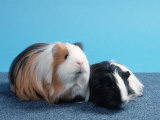 Sheltie Guinea Pig with Young