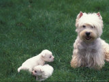 Domestic Dogs  West Highland Terrier / Westie with Two Young Puppies
