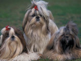 Domestic Dogs  Three Shih Tzus Sitting or Lying on Grass with Their Hair Tied Up