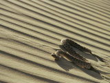 Sahara Horned Viper  Side Winding up Desert Sand Dune  Morocco