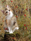 Domestic Cat  Tabby-Tortoiseshell Kitten Among Cocksfoot Grass  Horsetails and Rose Hips