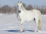 Grey Andalusian Stallion Portrait in Snow  Longmont  Colorado  USA