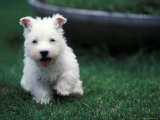 West Highland Terrier / Westie Puppy Walking