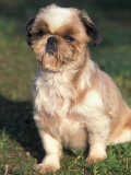 Shih Tzu Puppy Sitting on Grass