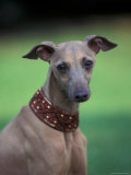 Fawn Whippet Wearing a Collar