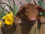 Domestic Piglet  in Bucket with Daffodils  USA