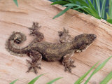 Flying Gecko