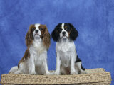 Dogs  Two Cavalier King Charles Spaniels on Basket